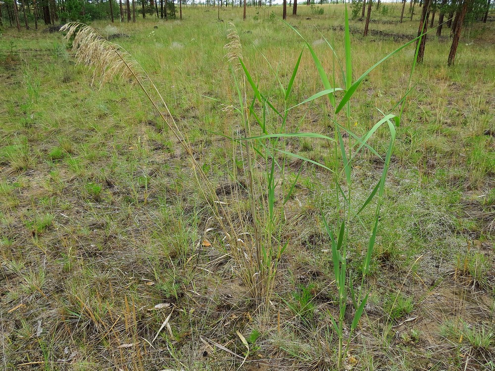 Изображение особи Phragmites australis.