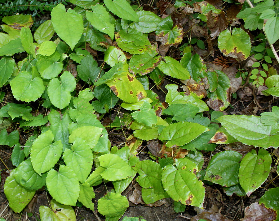 Изображение особи Epimedium stellulatum.