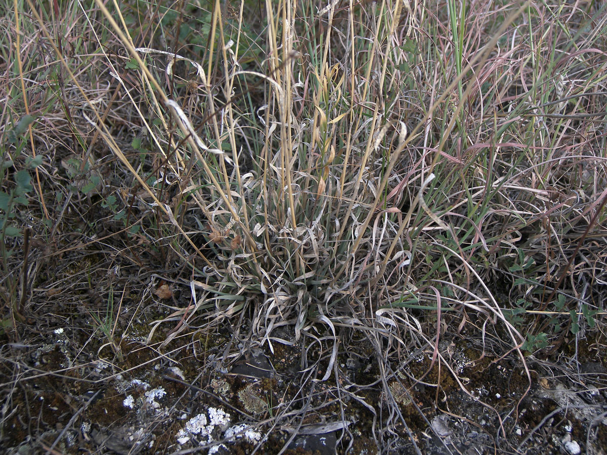 Image of Poa badensis specimen.