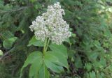 Sambucus miquelii