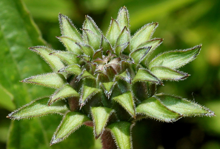 Изображение особи Echinacea purpurea.