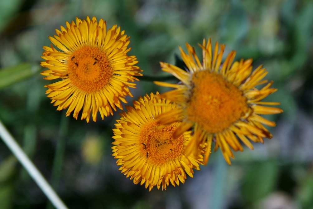 Изображение особи Erigeron aurantiacus.