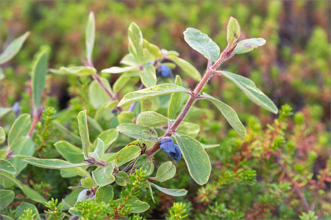 Изображение особи Lonicera × subarctica.