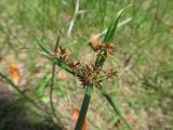 род Cyperus