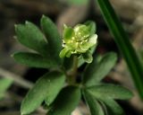 Adoxa moschatellina. Соцветие.. Московская обл., Раменский р-н, окр. ж.-д. платформы Хрипань, смешанный лес. 27.04.2014.