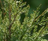Juniperus scopulorum. Часть ветви. Московская обл., Раменский р-н, окр. дер. Хрипань, садовый участок. 08.05.2014.