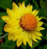 Xerochrysum bracteatum. Соцветие. Германия, г. Крефельд, Ботанический сад. 06.09.2014.