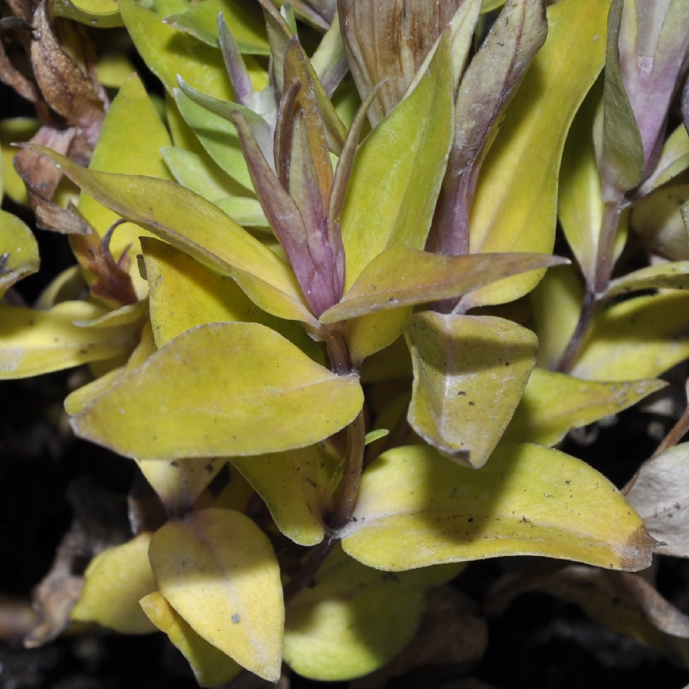 Image of genus Gentiana specimen.