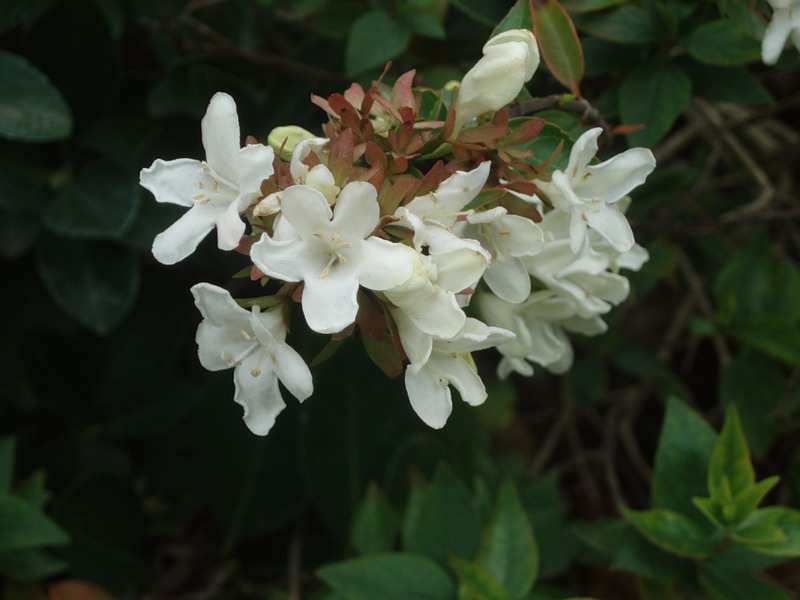 Image of Abelia &times; grandiflora specimen.