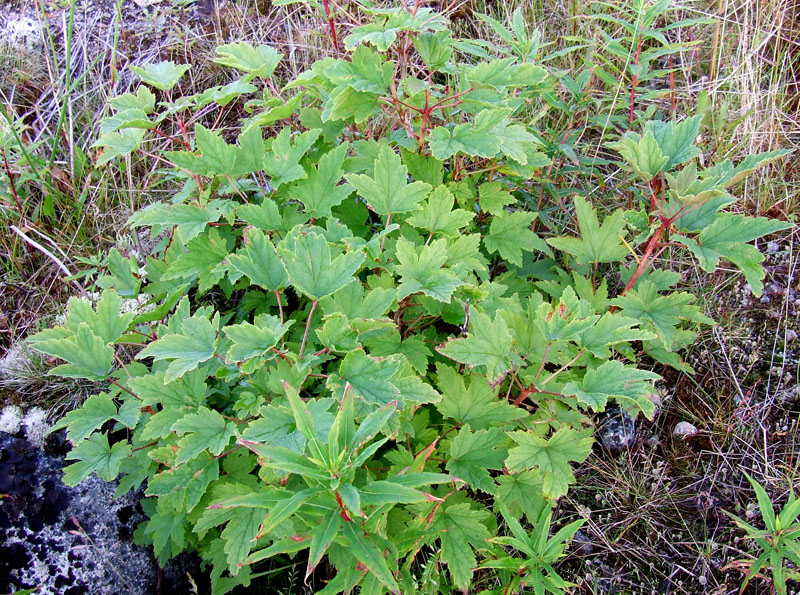 Image of Ribes glabrum specimen.
