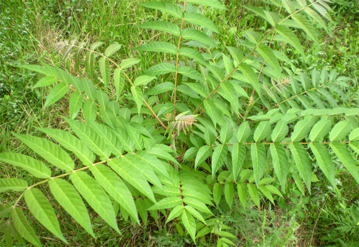 Изображение особи Ailanthus altissima.