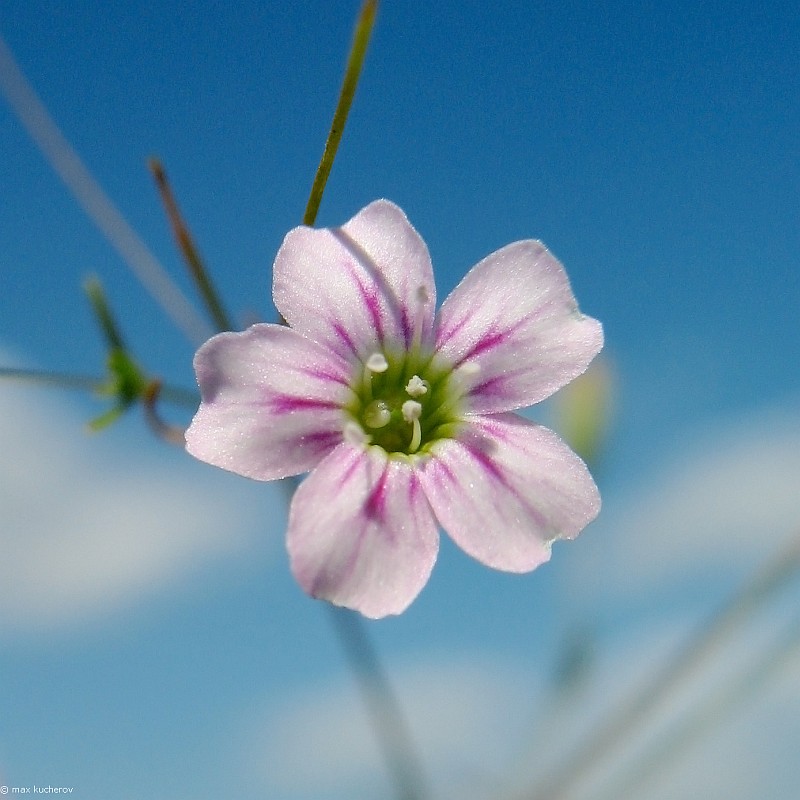 Изображение особи Psammophiliella muralis.