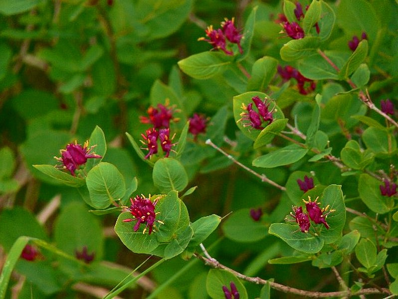 Image of Lonicera chamissoi specimen.