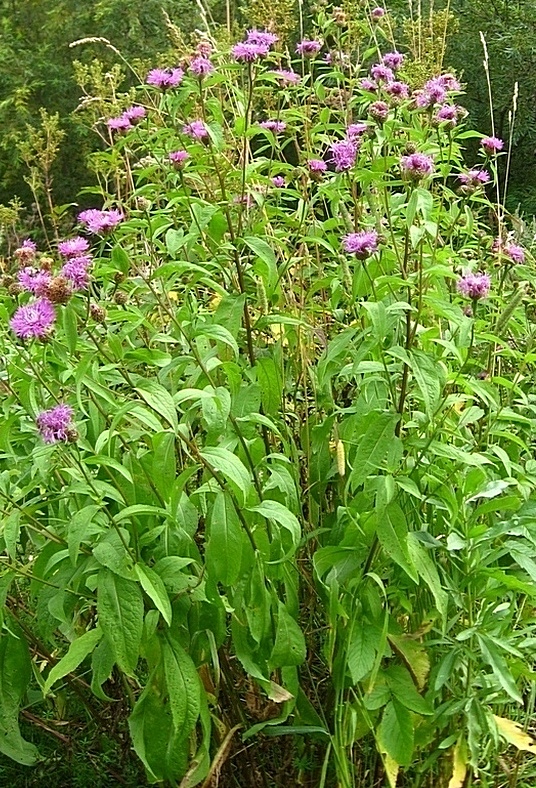 Image of Centaurea pseudophrygia specimen.