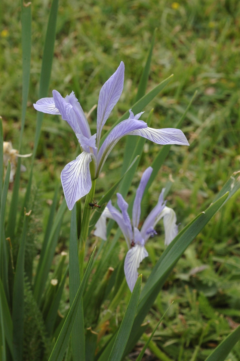 Image of Iris pallasii specimen.