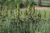 Rumex confertus