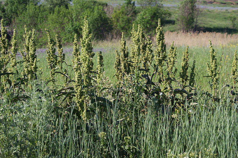 Изображение особи Rumex confertus.