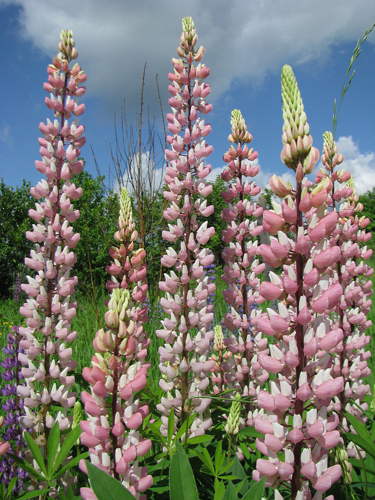 Изображение особи Lupinus &times; regalis.