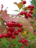 Viburnum opulus