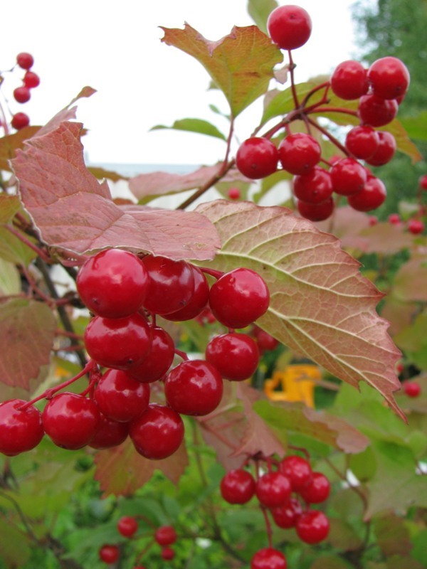 Image of Viburnum opulus specimen.