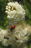 Spiraea schinabecki