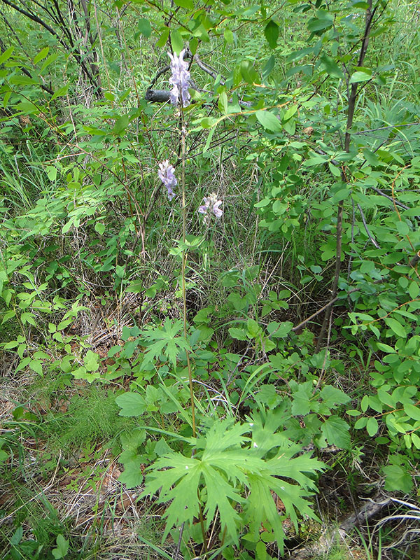 Image of Aconitum septentrionale specimen.