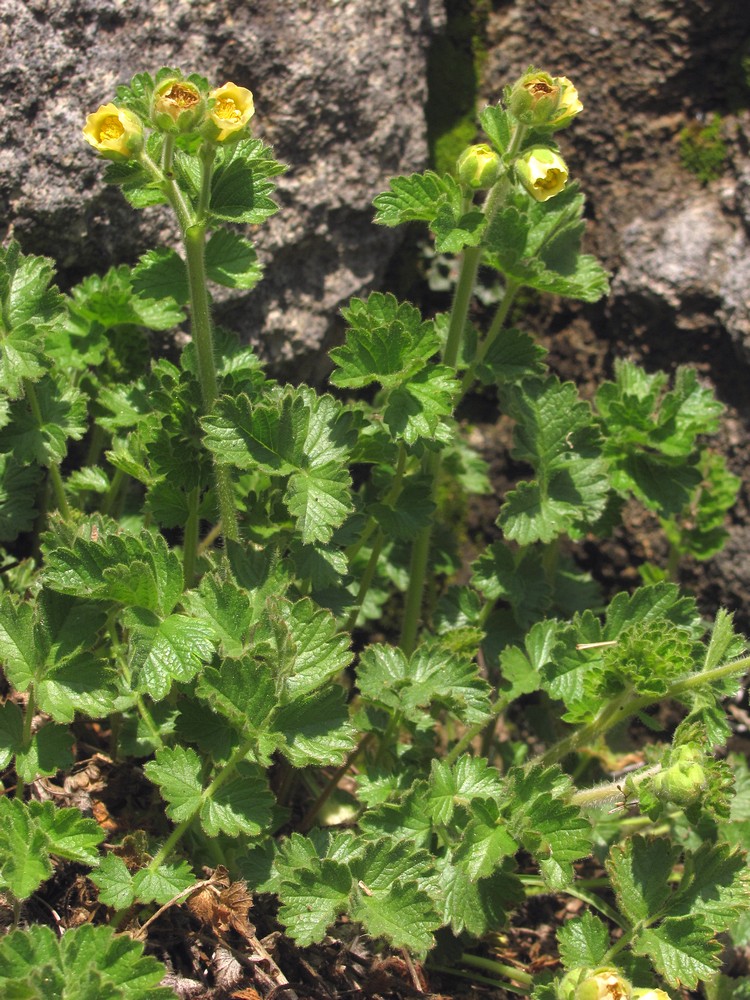 Изображение особи Potentilla geoides.