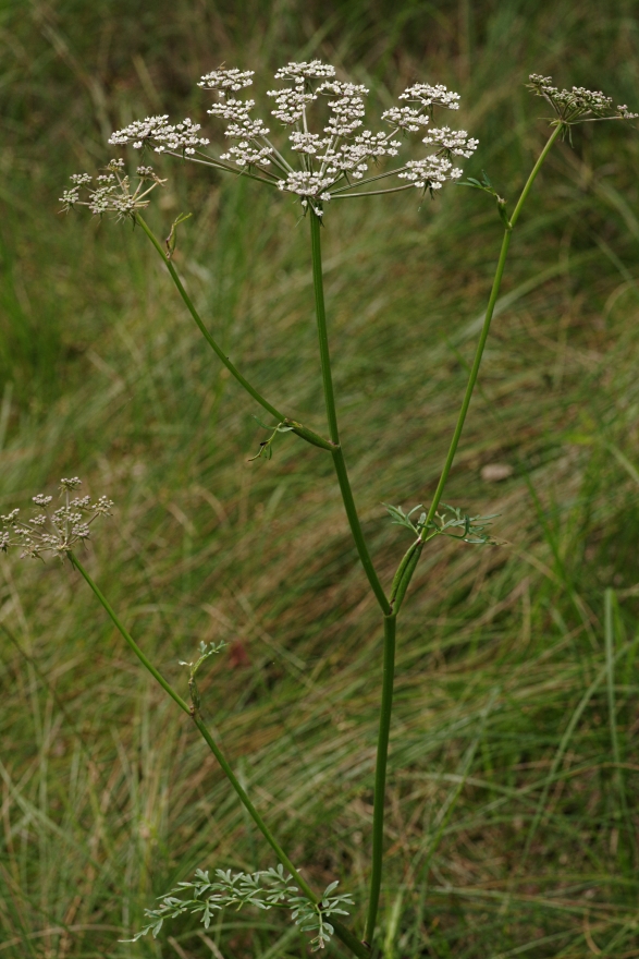 Изображение особи Thyselium palustre.