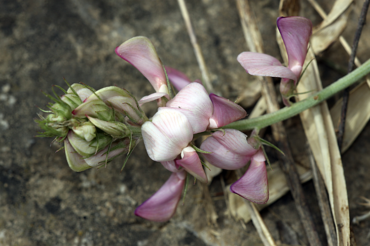 Image of Hedysarum taschkendicum specimen.