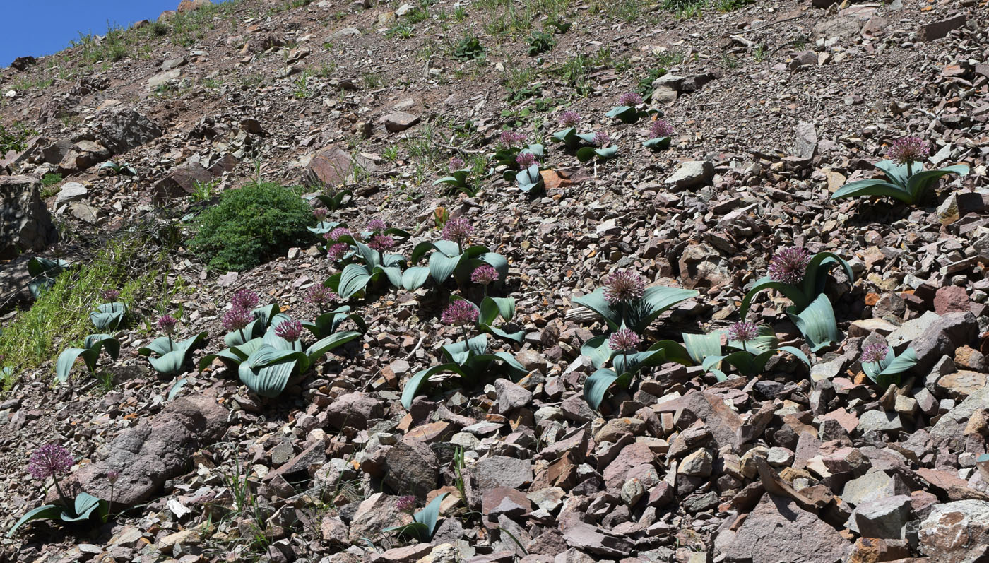 Image of Allium karataviense ssp. henrikii specimen.