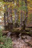 Quercus cerris. Нижние части деревьев с листьями, принимающими осеннюю окраску. Черногория, нац. парк Дурмитор, окр. моста Джурджевича на Таре (Đurđevića Tara), обочина просёлочной дороги на сев. склоне ущелья. 15.10.2014.