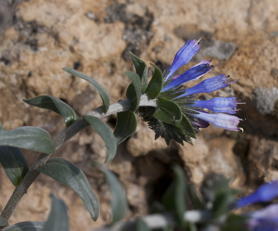 Изображение особи Moltkia caerulea.