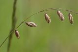 Melica nutans