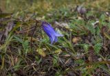 Campanula dasyantha