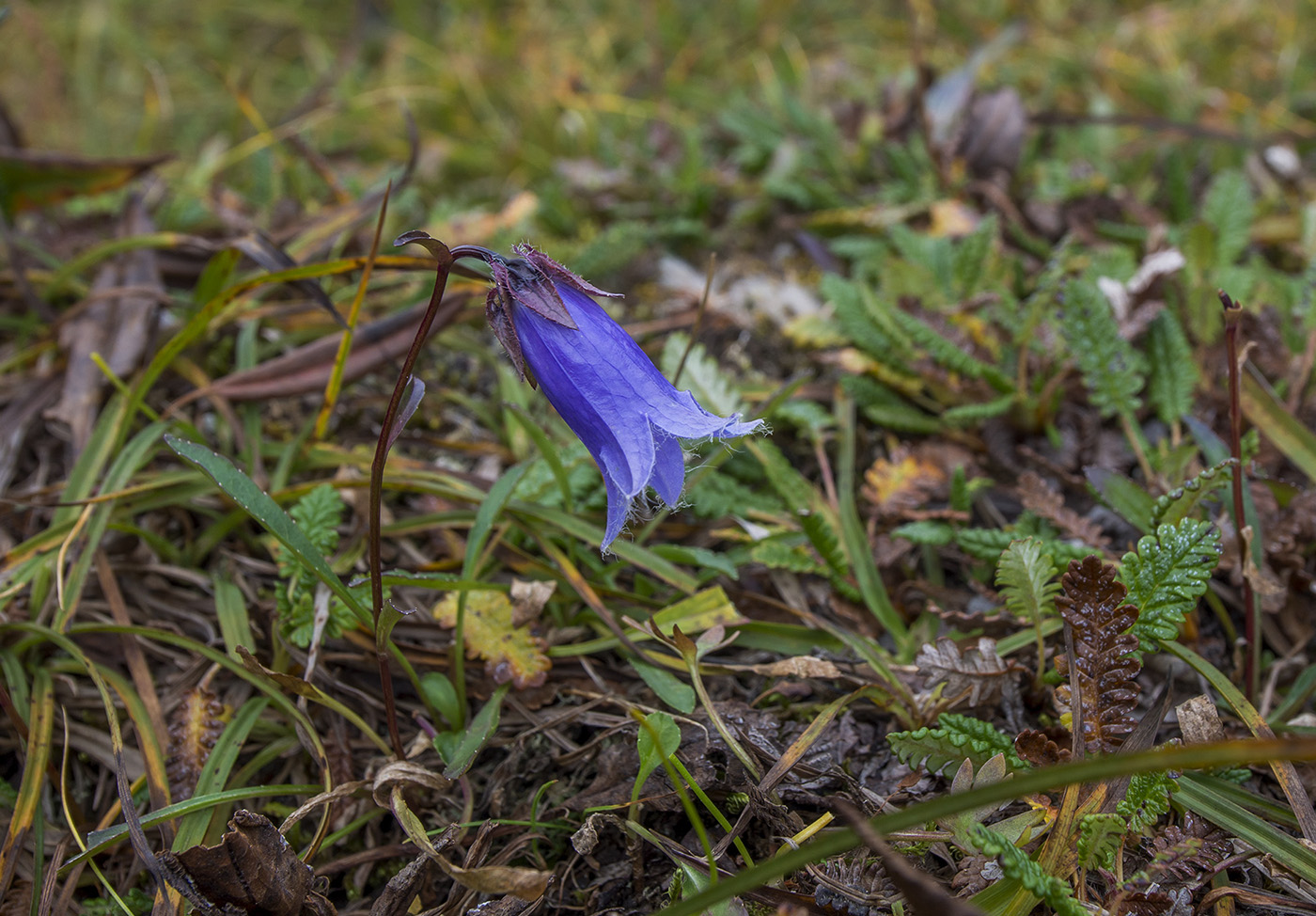 Изображение особи Campanula dasyantha.