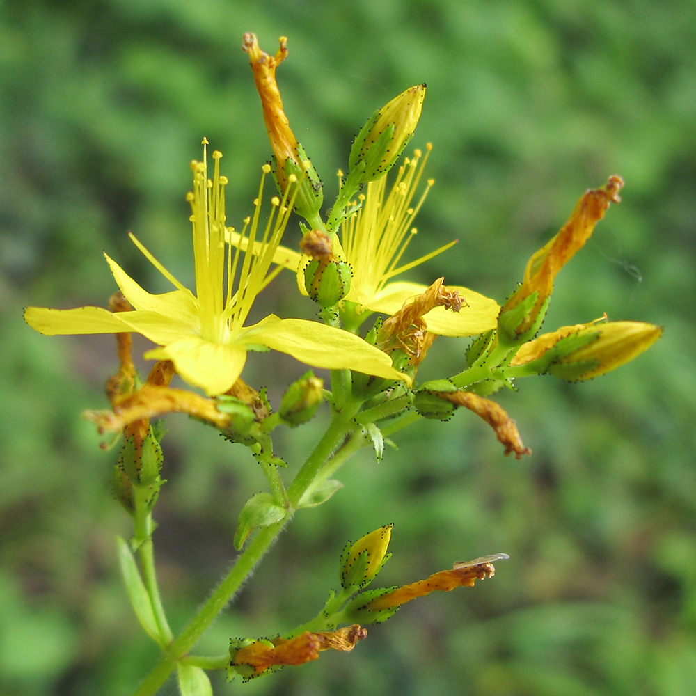 Изображение особи Hypericum hirsutum.