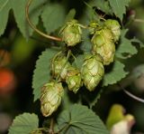 Humulus lupulus. Побег с соплодиями. Московская обл., Раменский р-н, окр. дер. Хрипань, садовый участок. 23.08.2015.