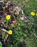 Cosmos sulphureus. Цветущее растение. Андаманские острова, остров Нил, в поселке у дороги. 02.01.2015.
