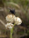 Antennaria dioica