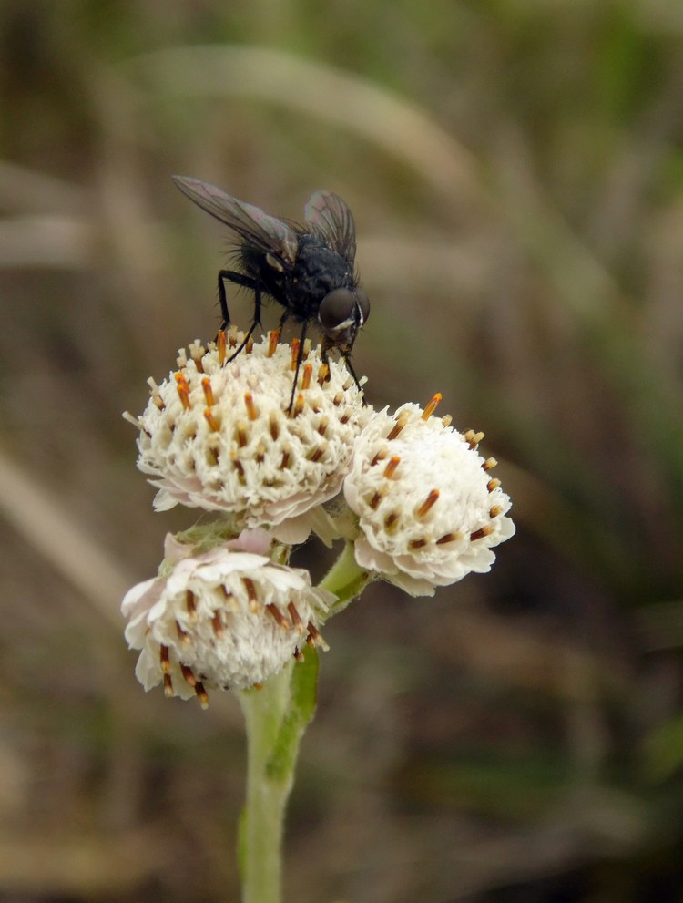 Изображение особи Antennaria dioica.