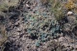 род Oxytropis
