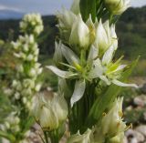 Swertia iberica