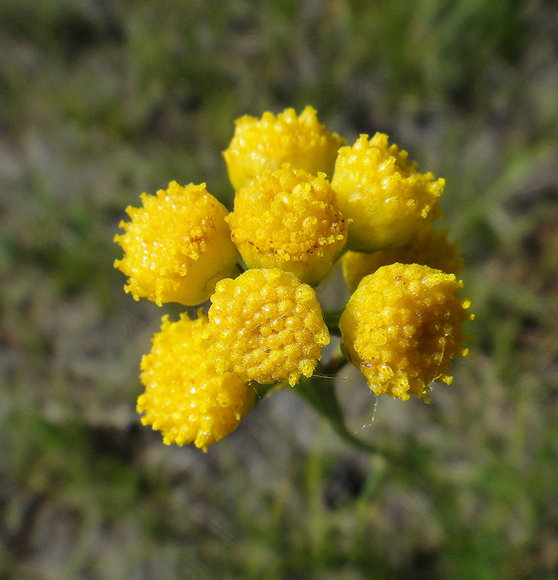 Изображение особи Filifolium sibiricum.