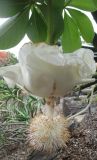 Adansonia digitata. Цветок. Австралия, г. Брисбен, ботанический сад. 16.01.2016.
