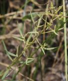 Thesium ramosum