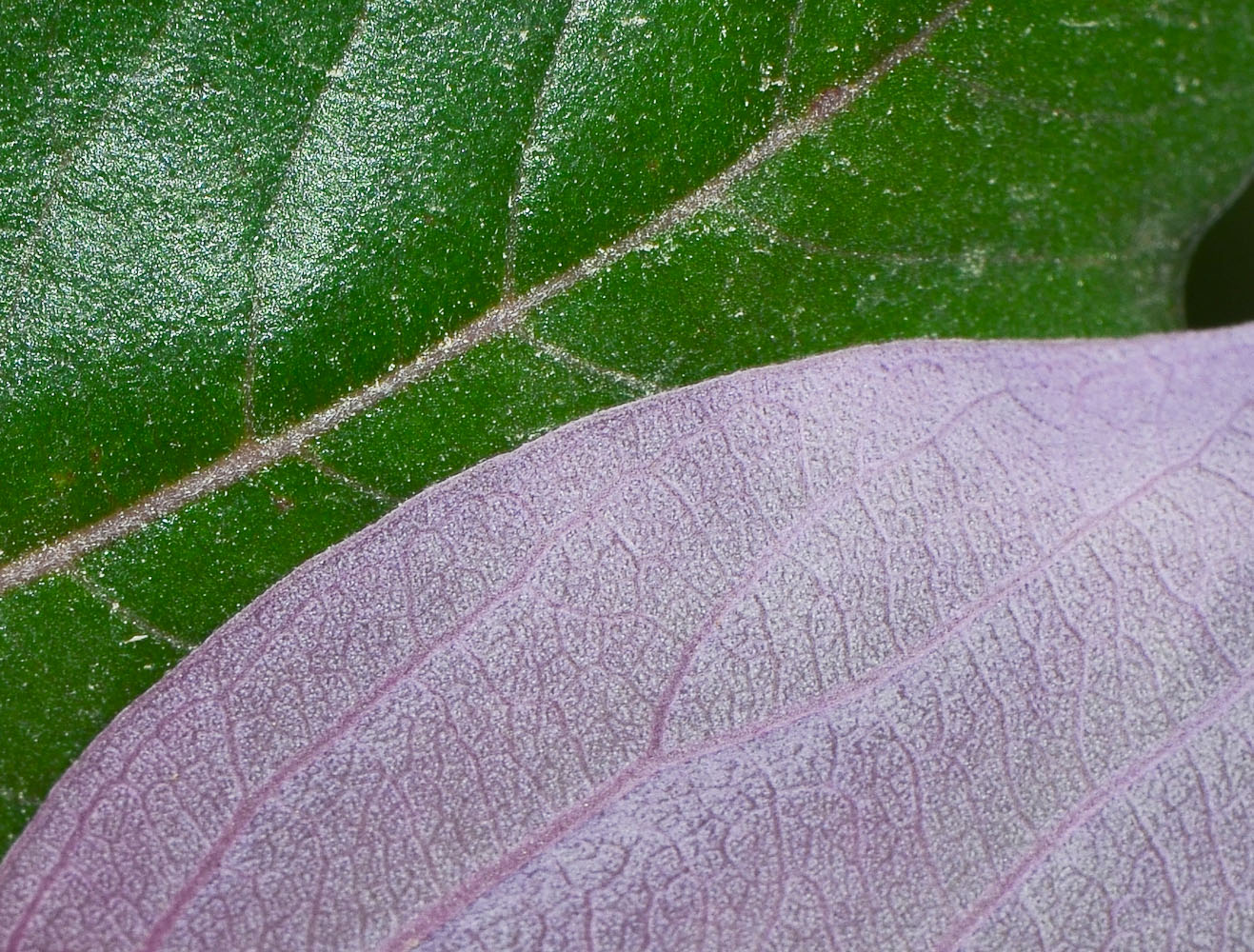Изображение особи Vitex trifolia var. purpurea.