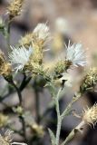 Centaurea pseudosquarrosa. Соцветия (белая морфа). Южный Казахстан, горы Алатау (Даубаба), степное подножье. 11.08.2014.