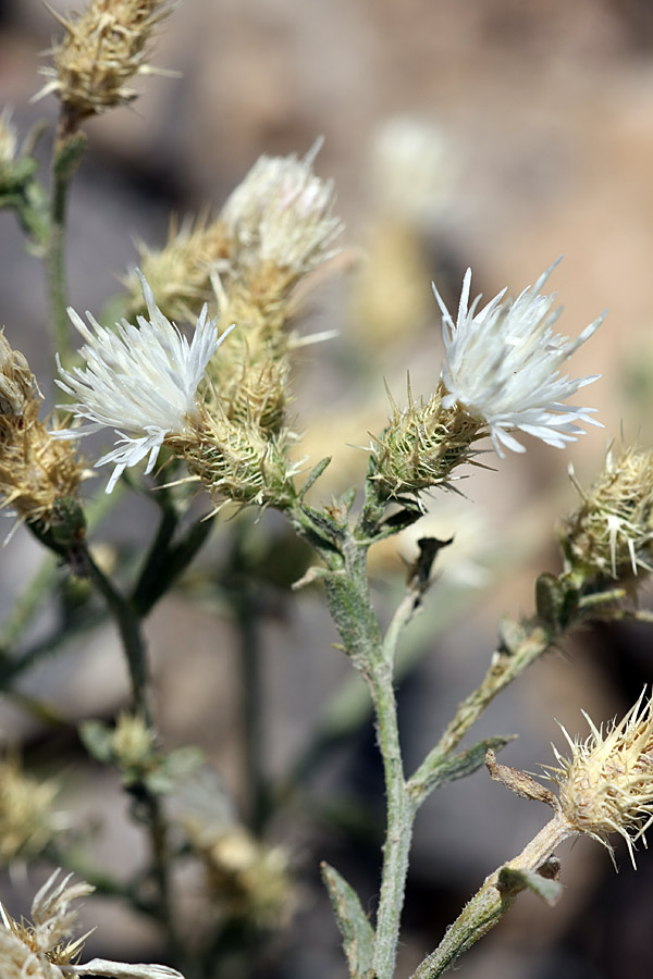 Изображение особи Centaurea pseudosquarrosa.