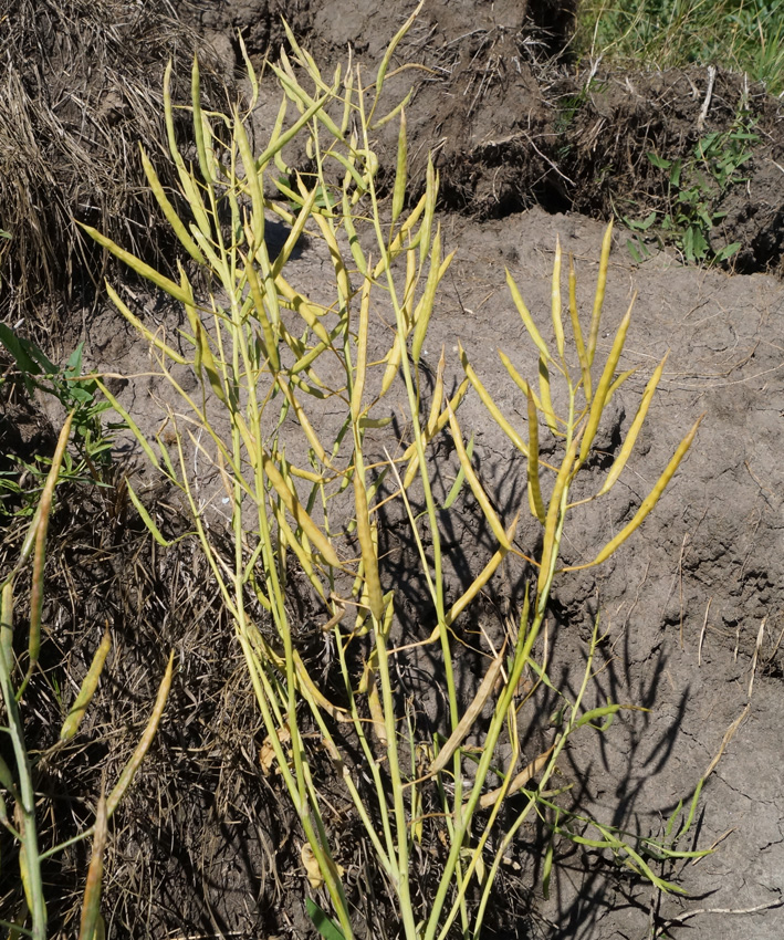 Image of Brassica napus specimen.