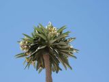 род Pachypodium. Верхушка цветущего растения. Египет, Хургада, территория отеля Минамарк, в озеленении. Июль 2015 г.